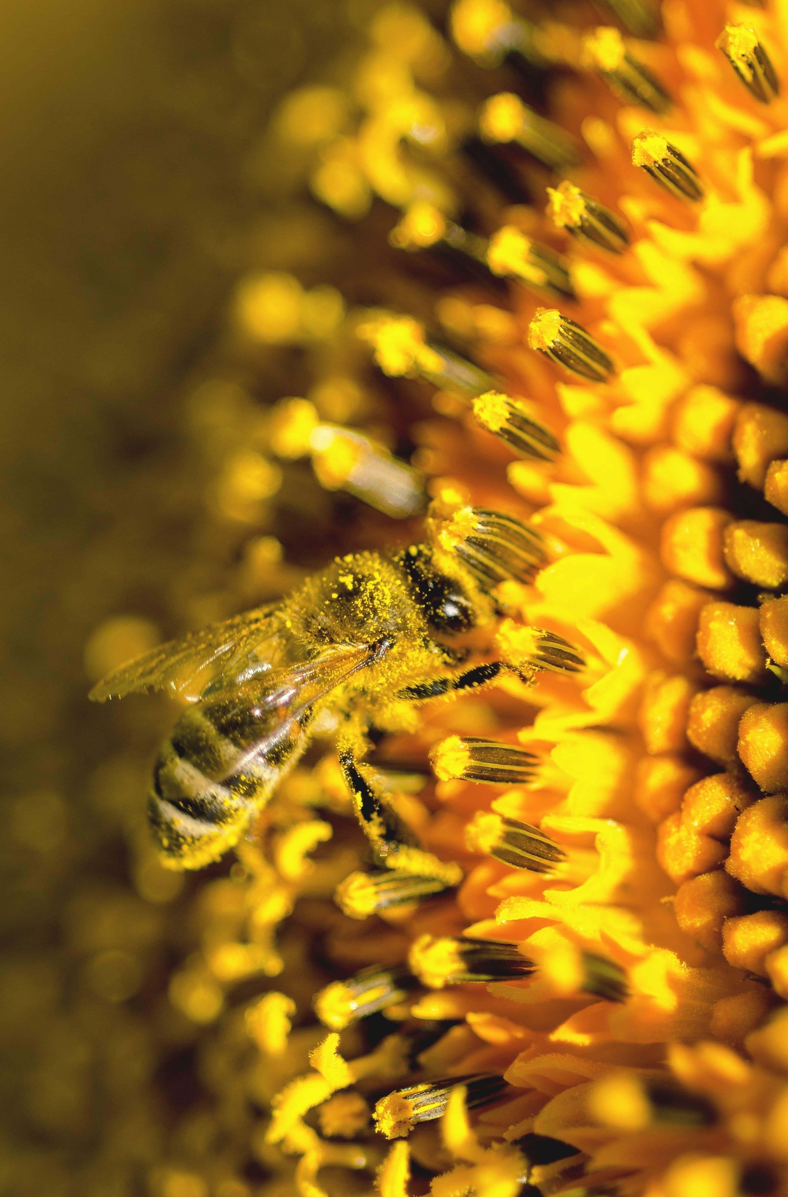 A close up of a bee polinizing