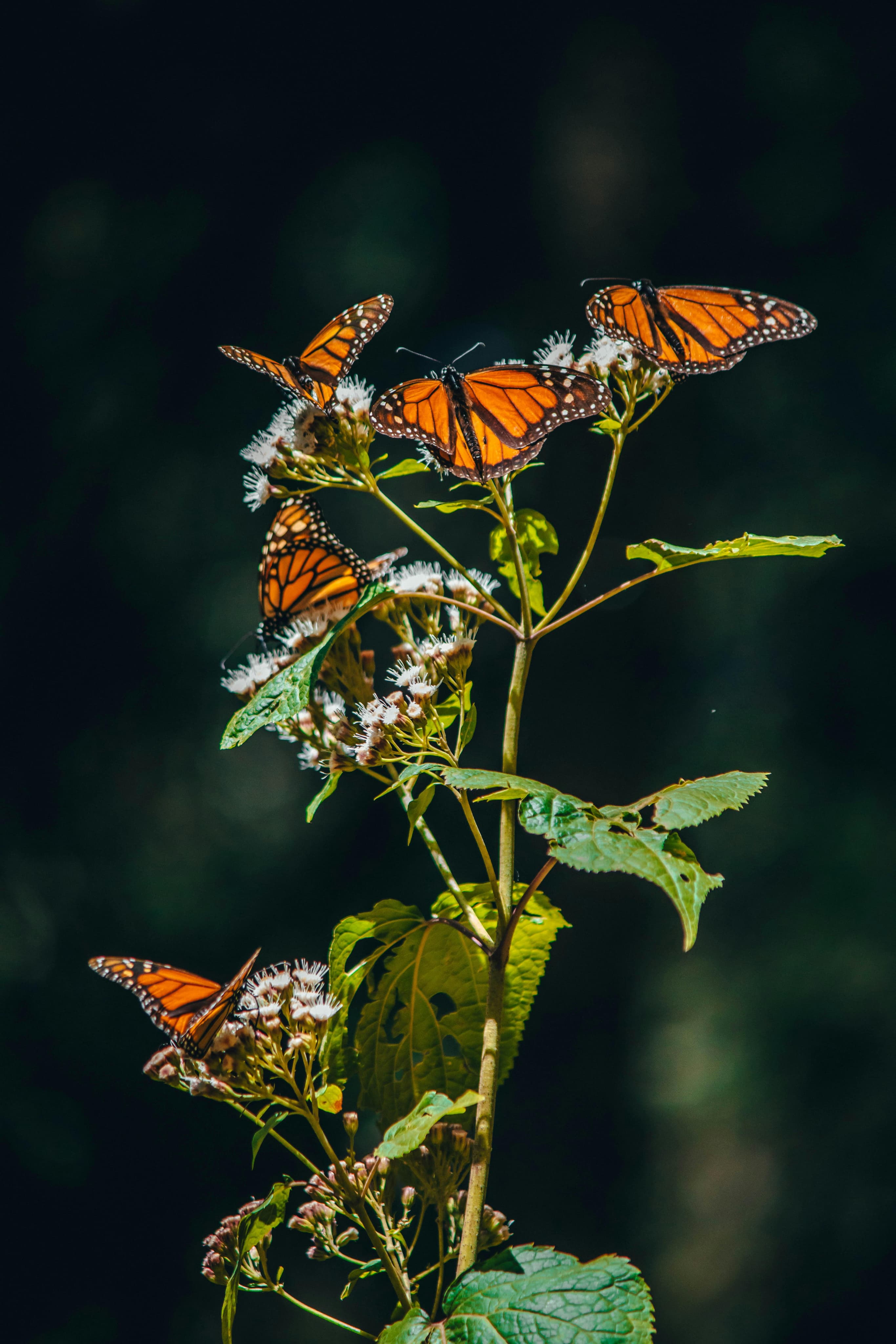 Butterflies on a tree leaf
