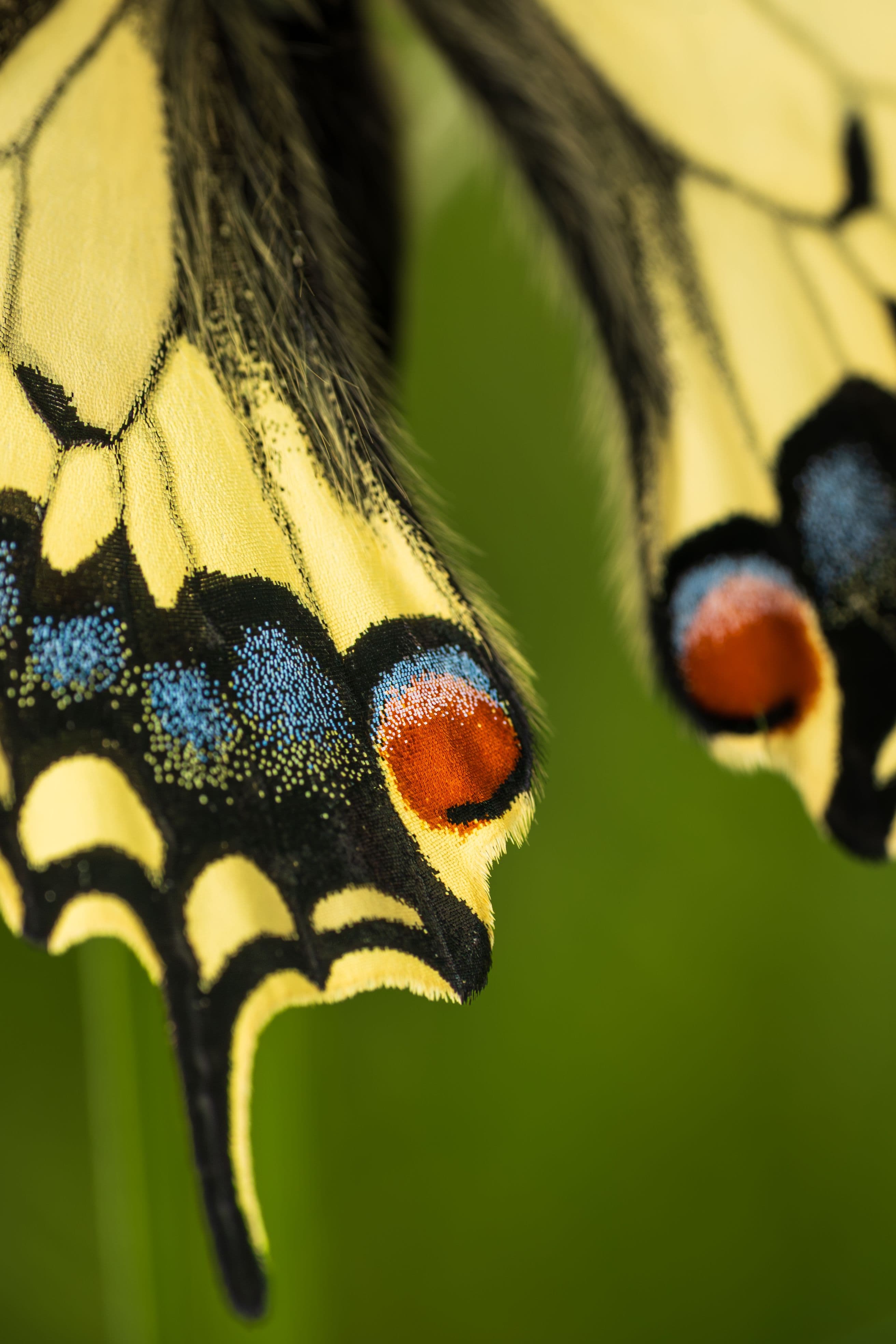 Butterflies on a tree leaf